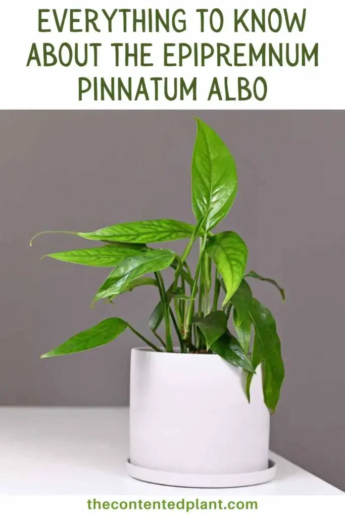 everything to know about the eprpremnum pinnatum albo-pin image