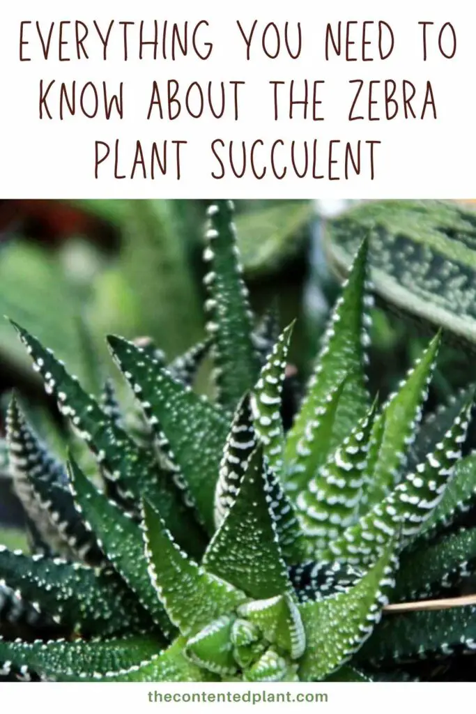 everything you need to know about the zebra plant succulent-pin image