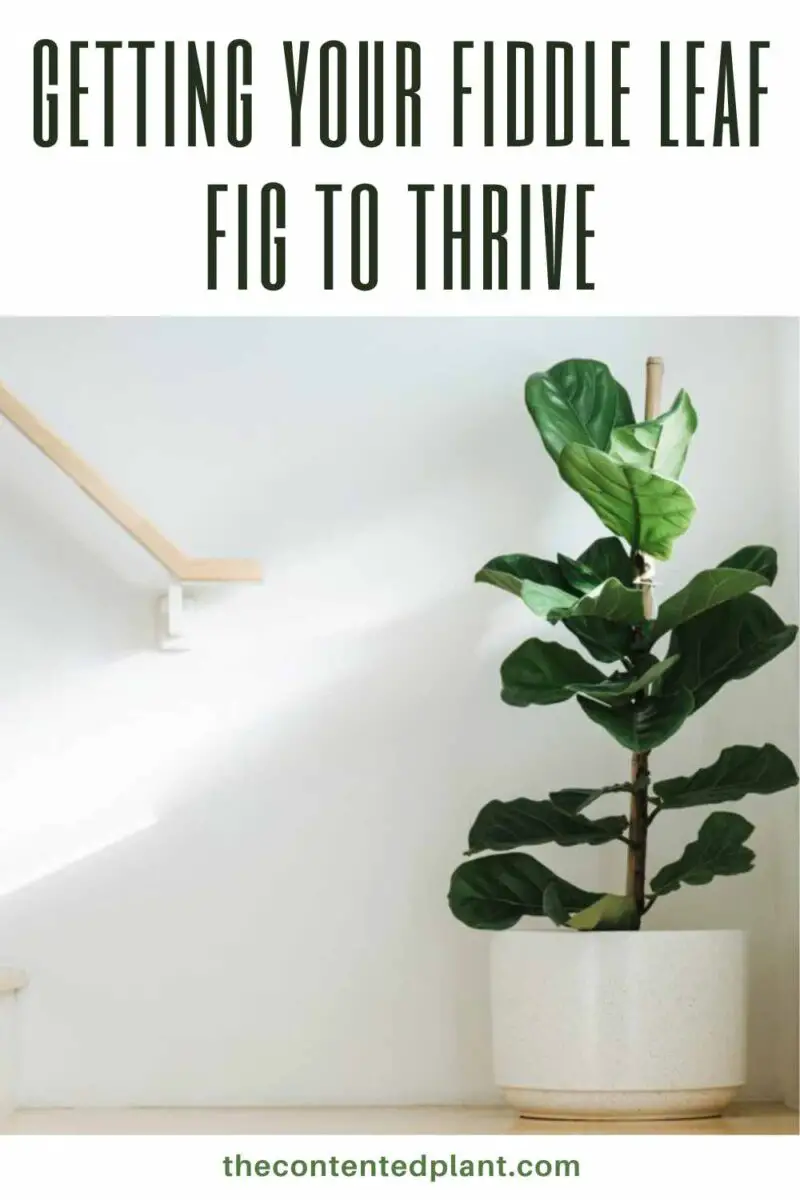 Fiddle Leaf Fig Care Guide The Contented Plant
