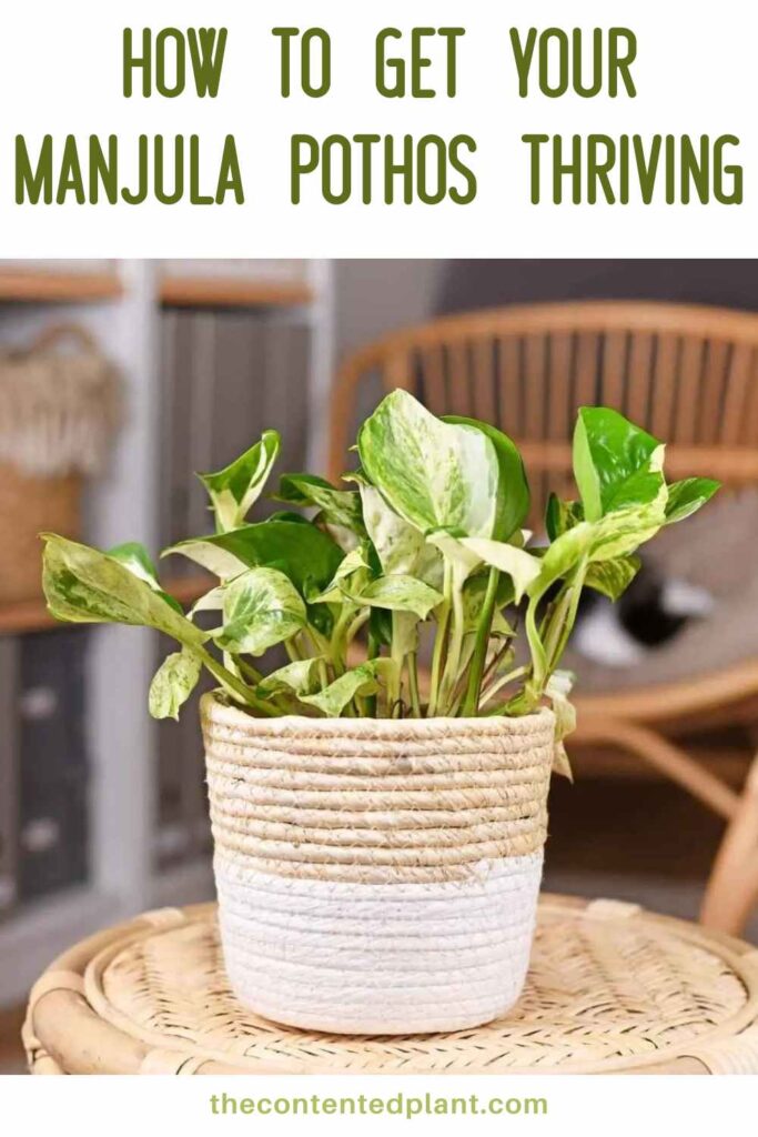 how to get your manjula pothos thriving-pin image