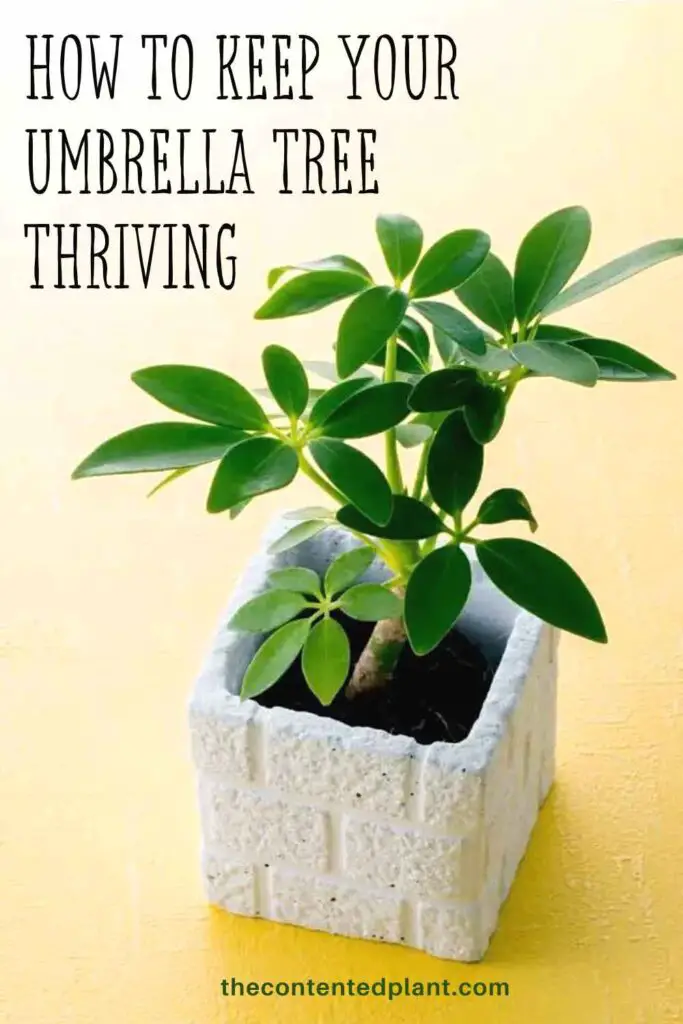 how to keep your umbrella tree thriving-pin image