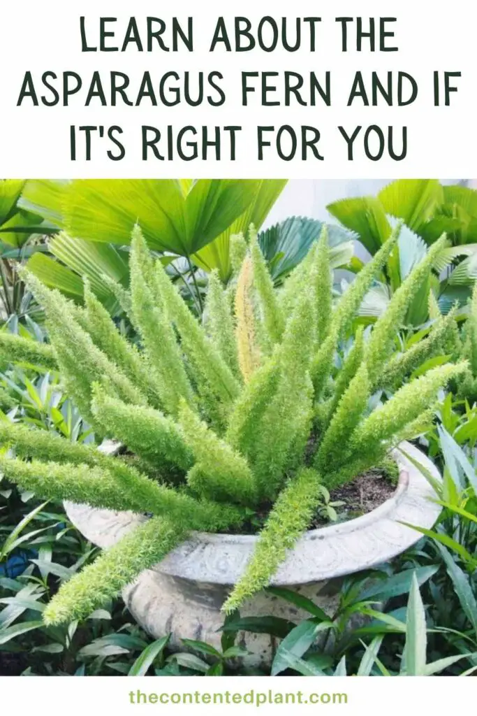 learn about the asparagus fern and if it's right for you-pin image