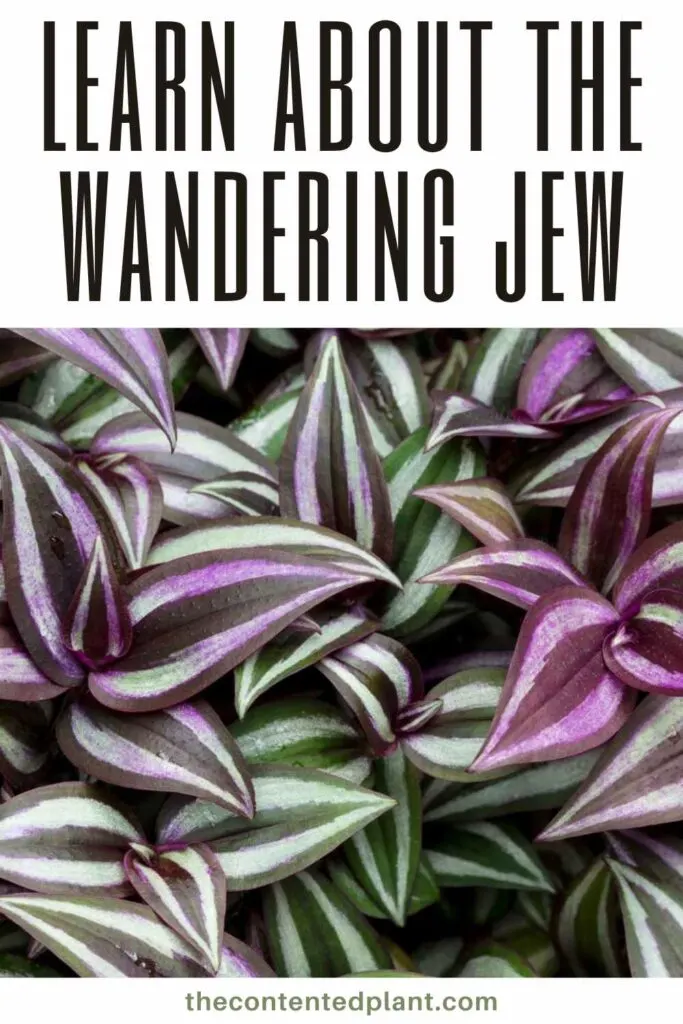 learn about the wandering jew-pin image