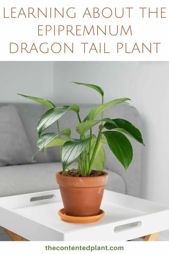 learning about the epipremnum dragon tail plant-pin image