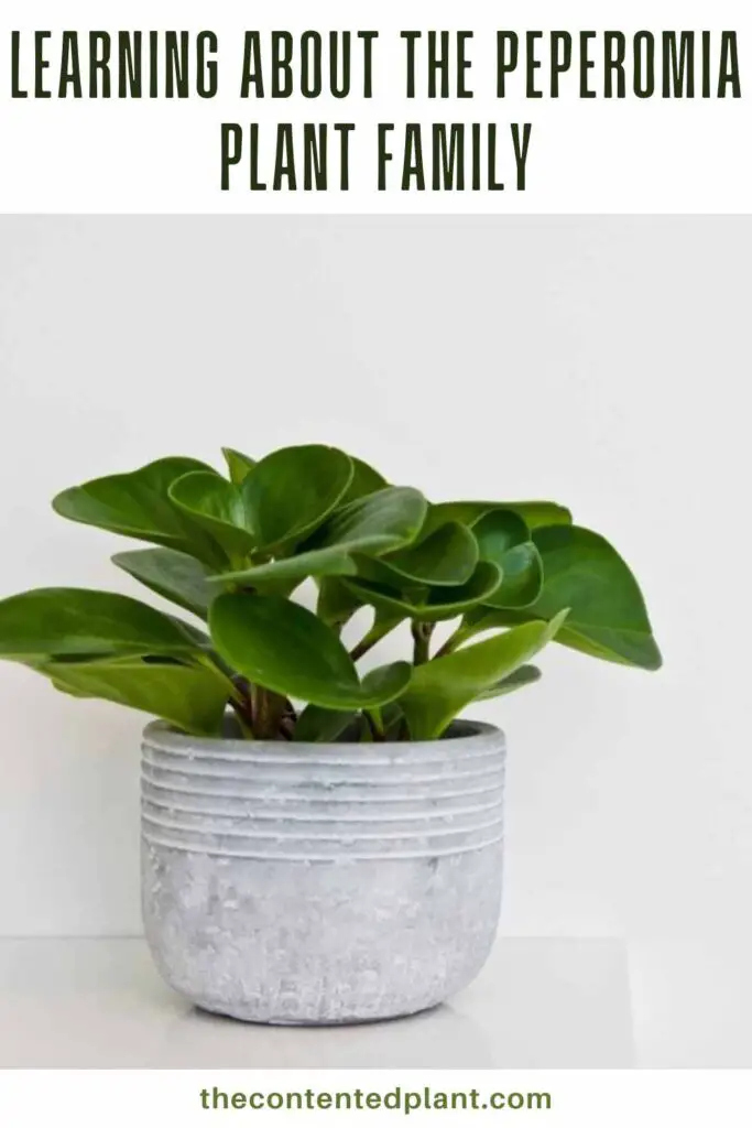 learning about the peperomia plant family-pin image