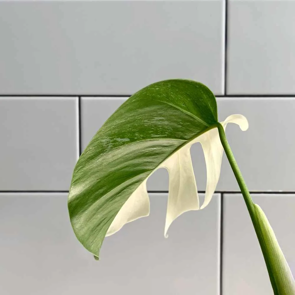 monstera leaf