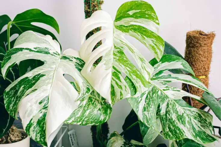 monstera albo