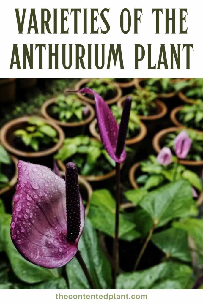 varieties of anthurium plant-pin image