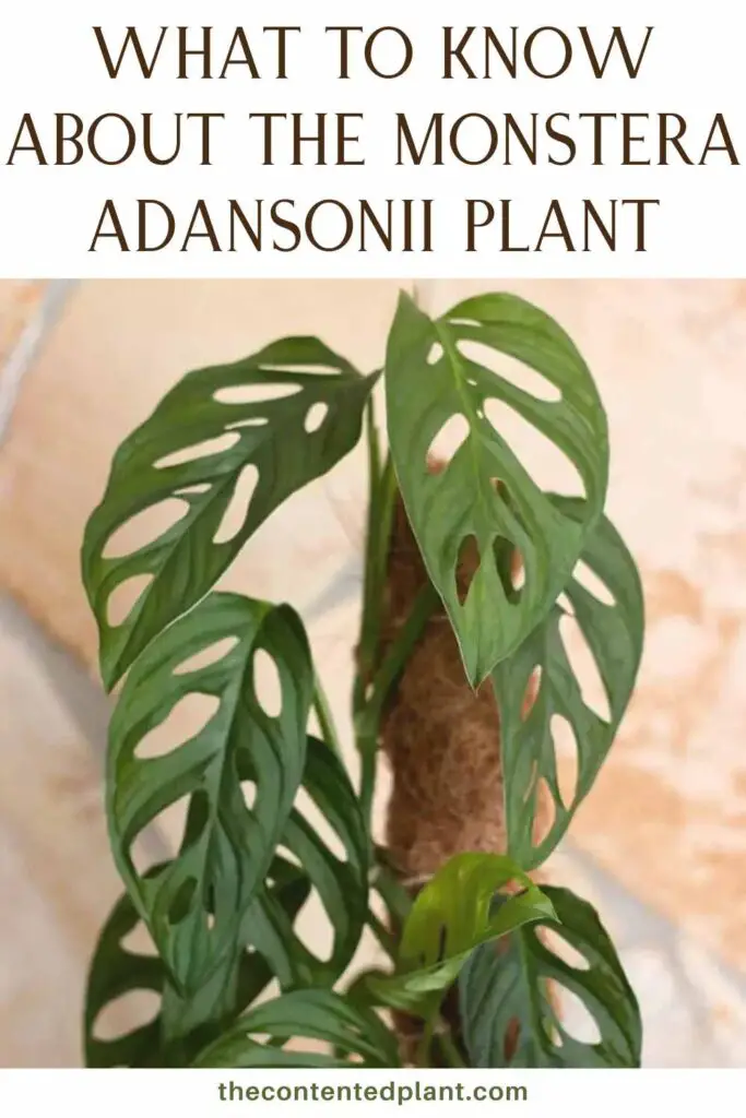 what to know about the monstera adansonii plan-pin image