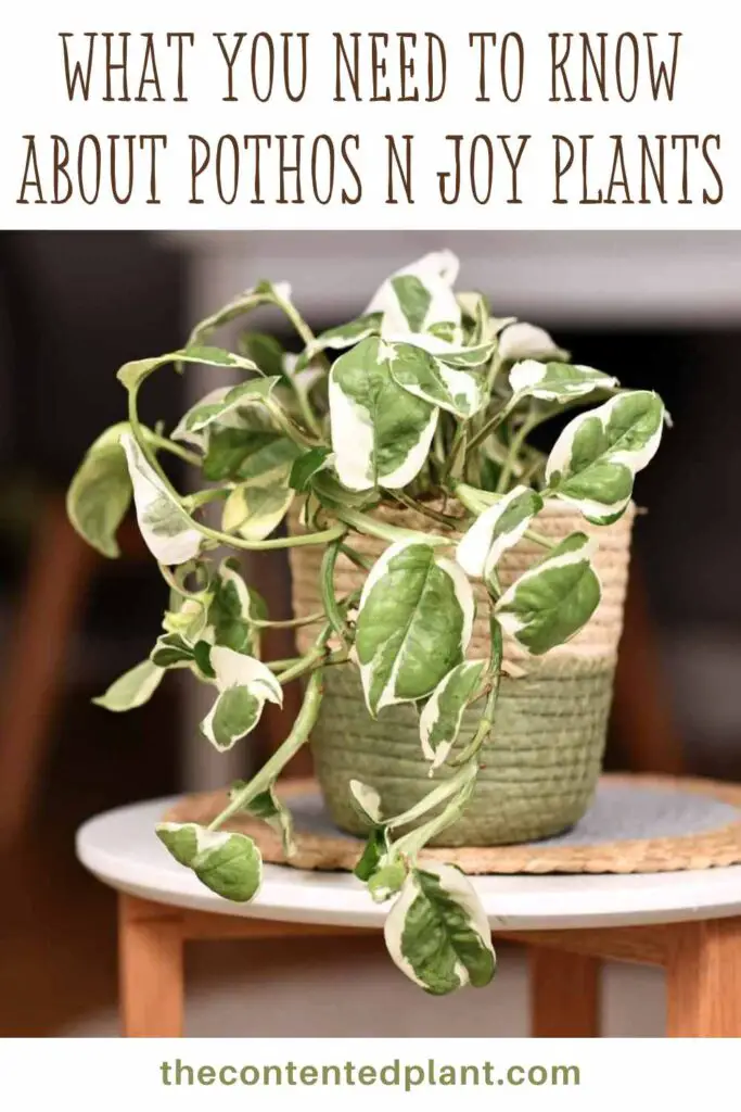 what you need to know about pothos n joy plants-pin image