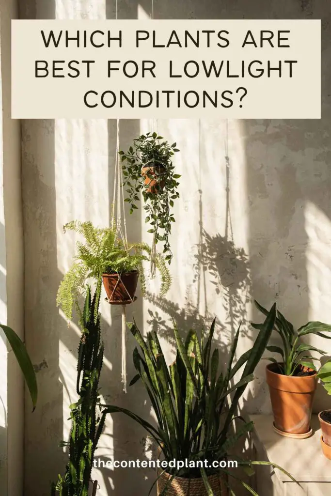 which plants are best for lowlight conditions-pin image