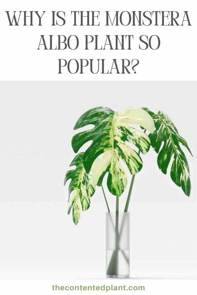 why is the monstera albo plant so popular-pin image