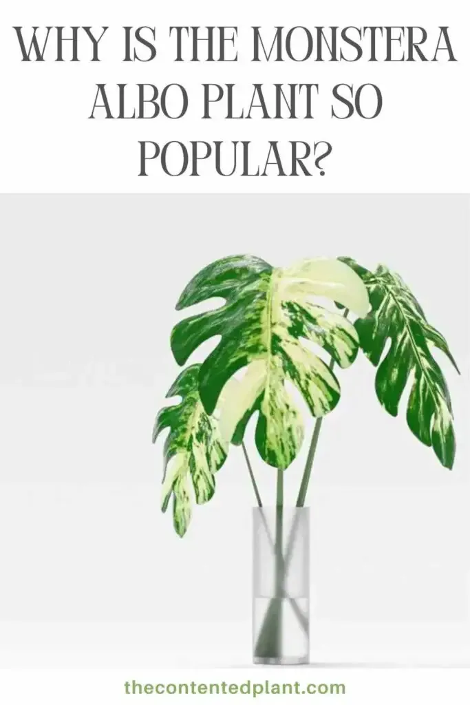 why is the monstera albo plant so popular-pin image