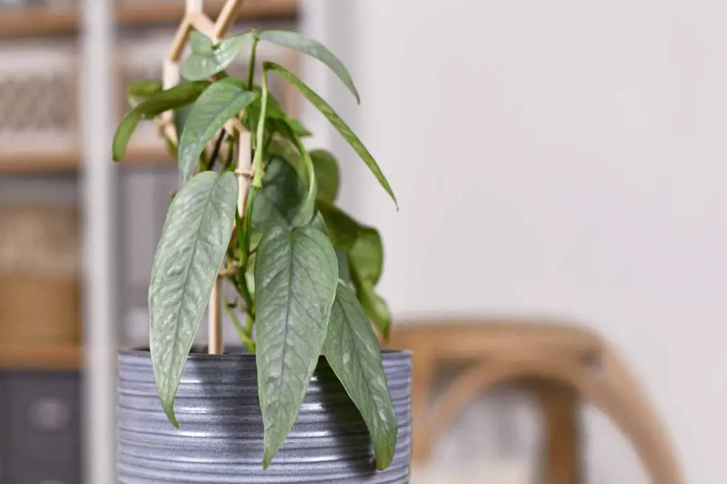 Epipremnum pinnatum Cebu blue pothos