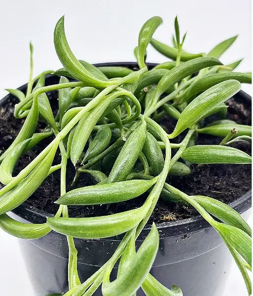 close up look at string of banana plant