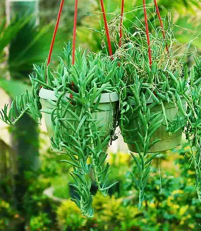 string of banana plants