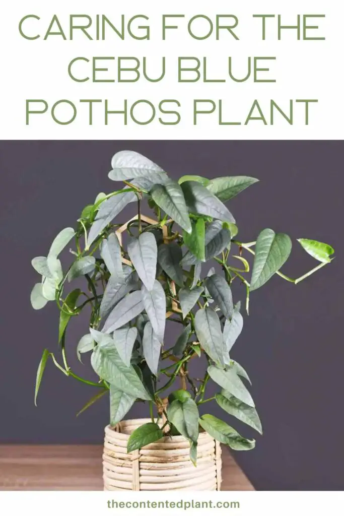 caring for the cebu blue pothos plant-pin image