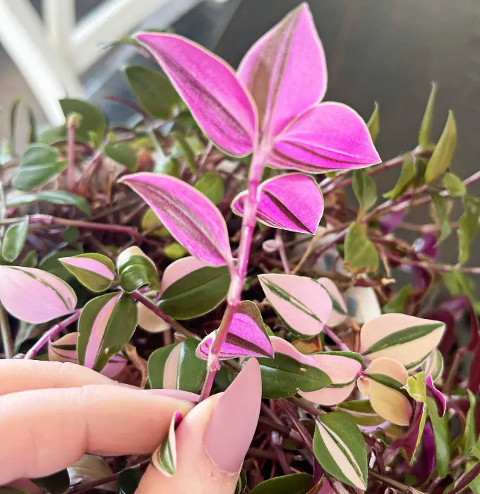 zebrina pink princess tradescantia has purple under the leaves