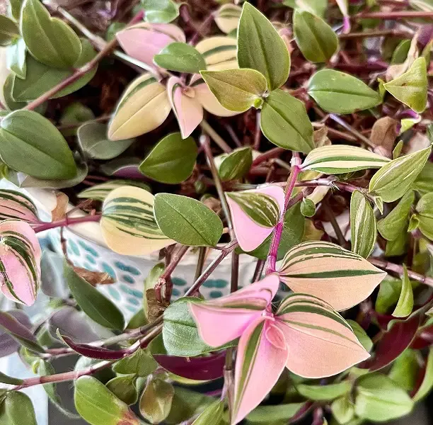 tradescantia pink princess