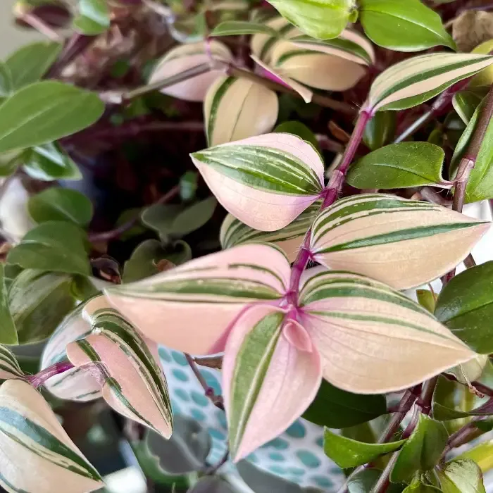 Pink Princess tradescantia 