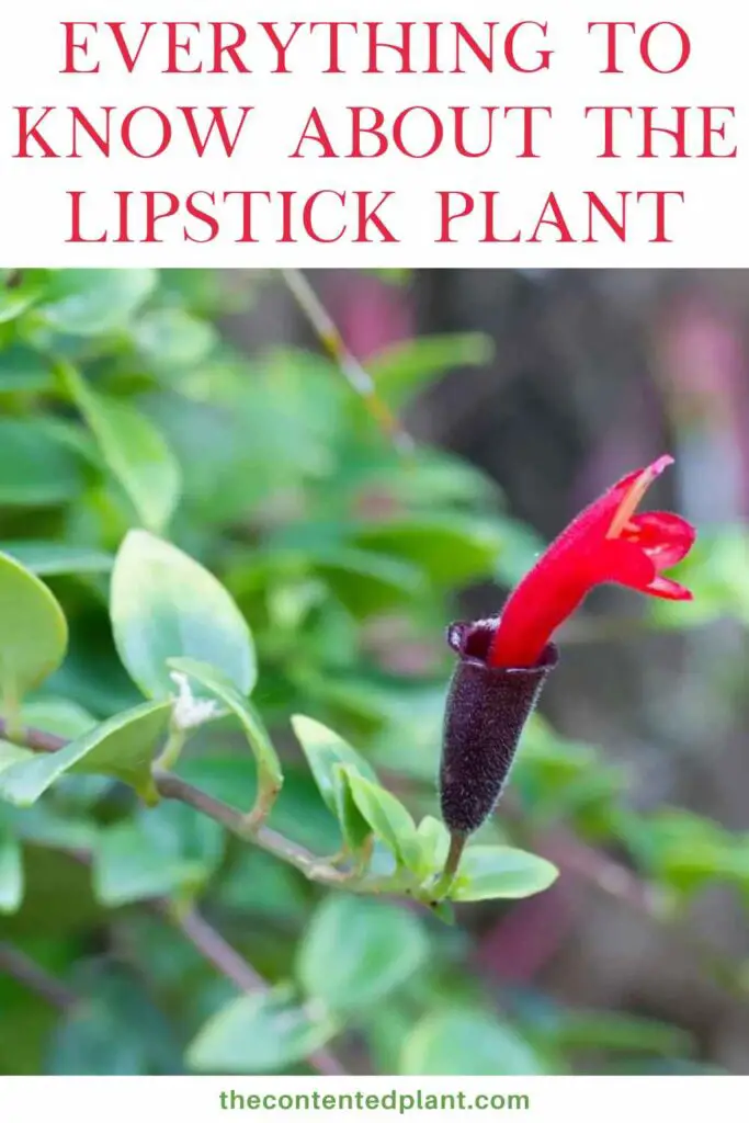 16+ Lipstick Plant Bloom