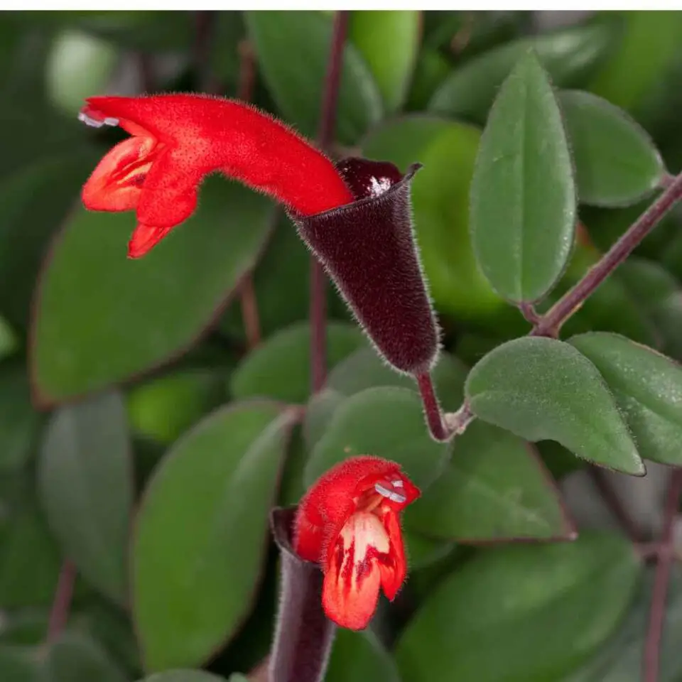 Lipstick Plant The Contented Plant