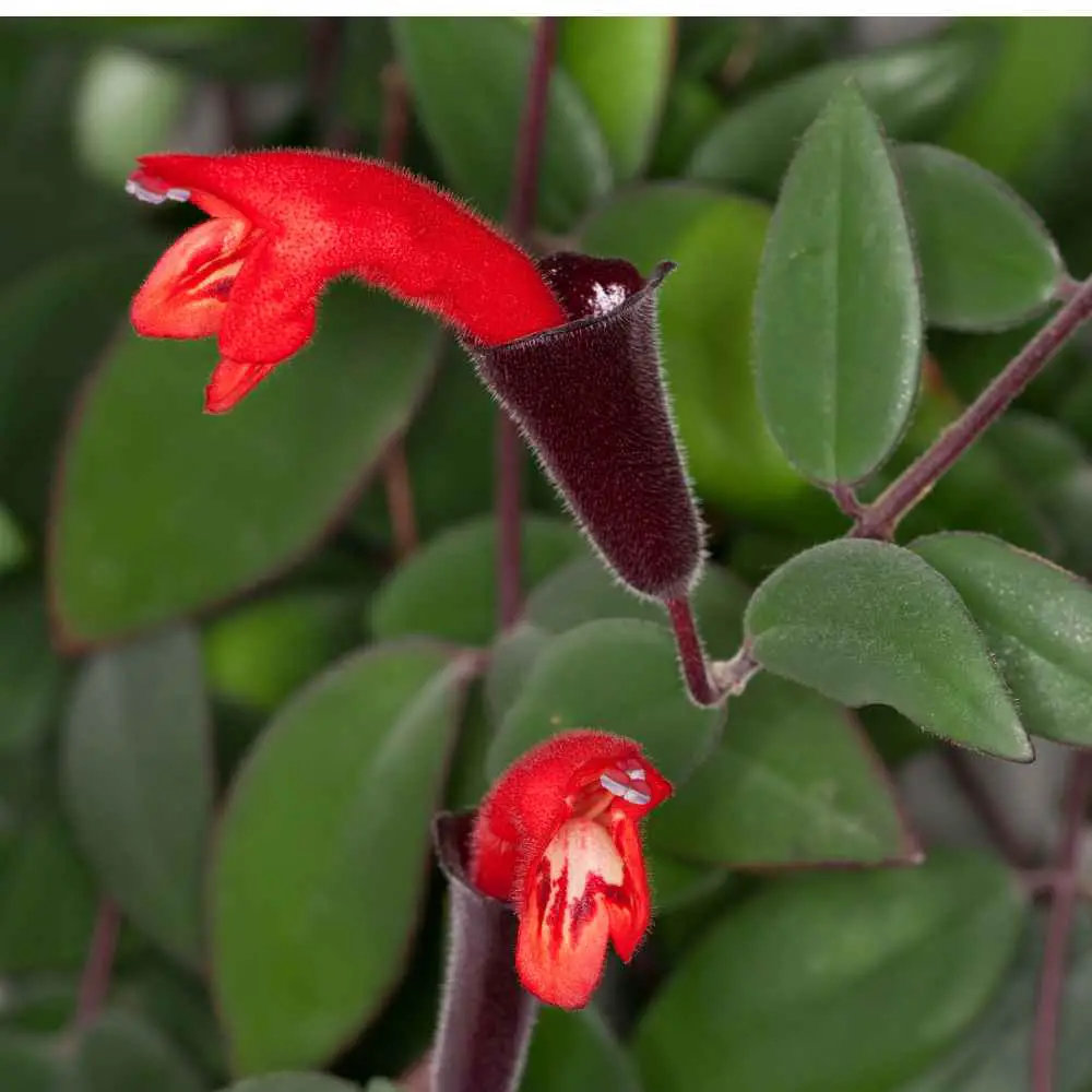 lipstick vine