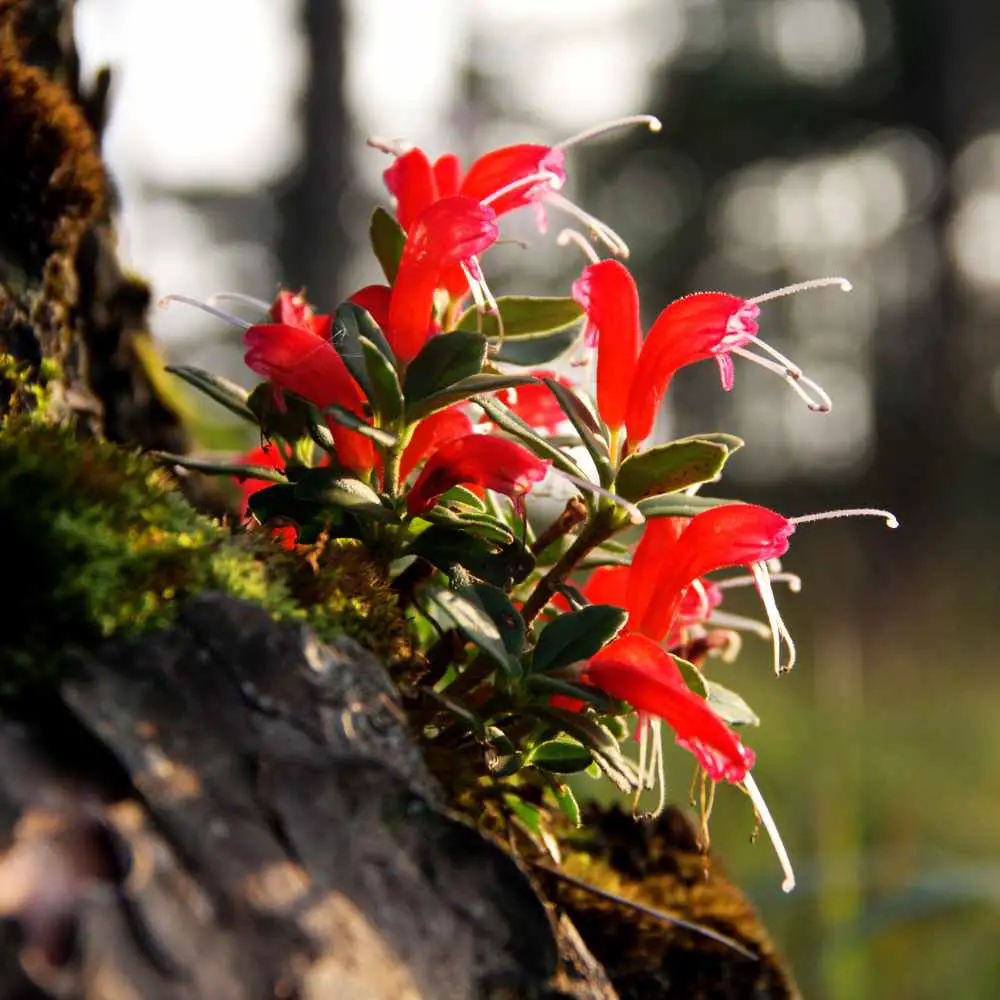 lipstick plant