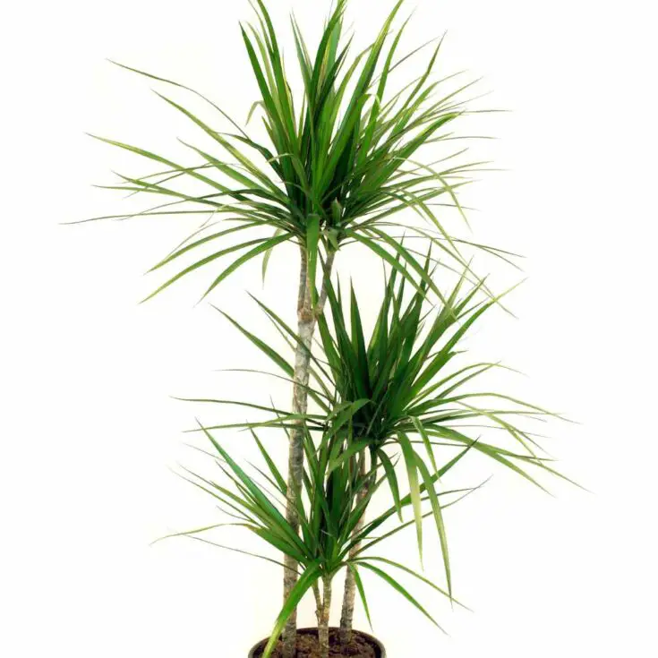 dracaena marginata