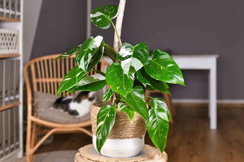 white knight philodendron 