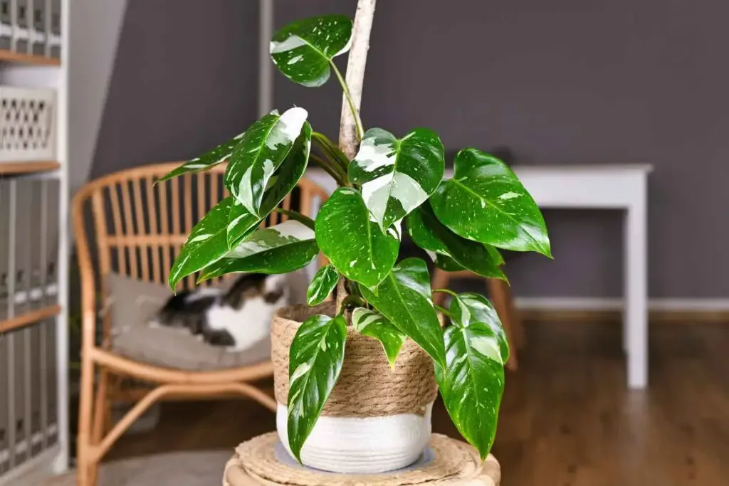 white knight philodendron 