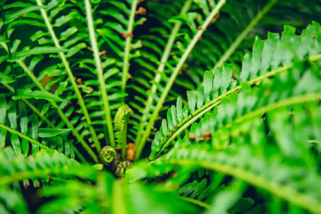 Boston fern fronds and fiddle heads