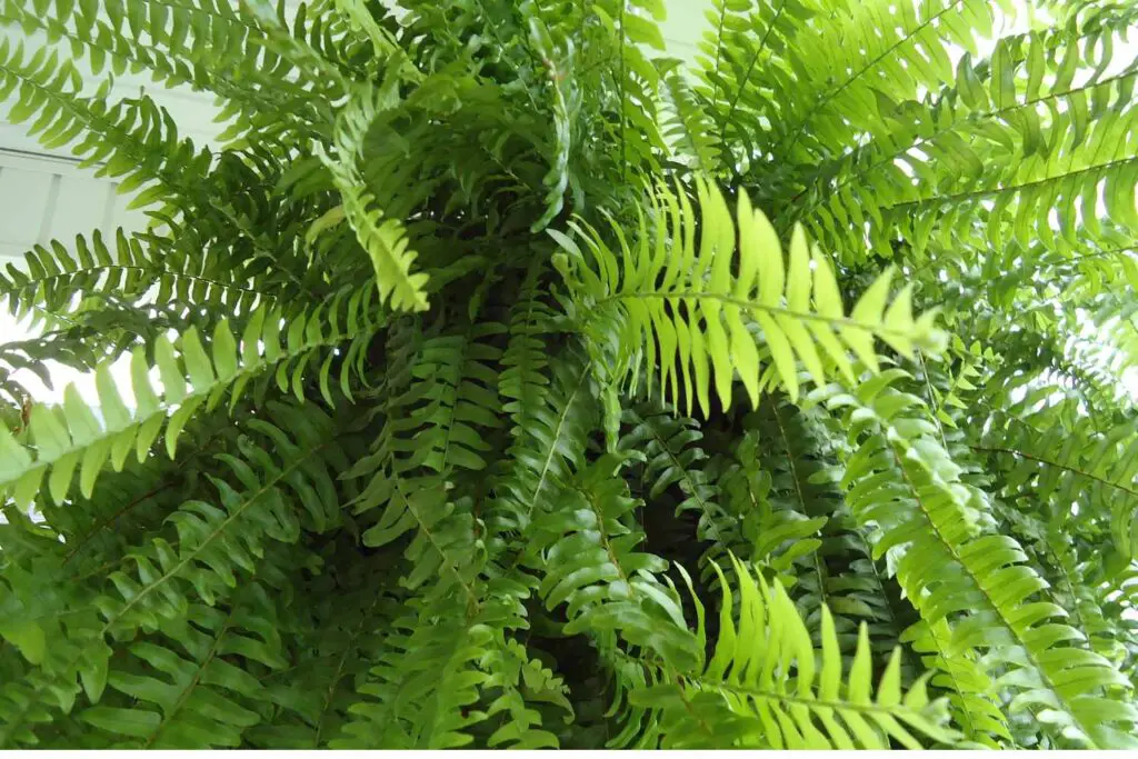 Boston fern