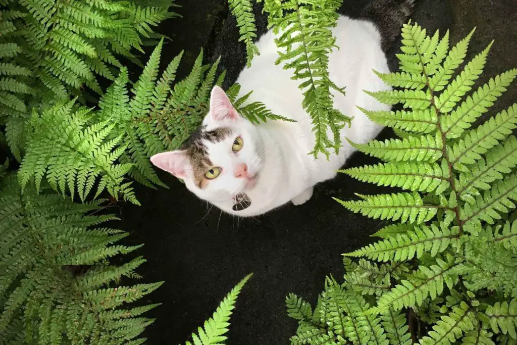 cat with fern