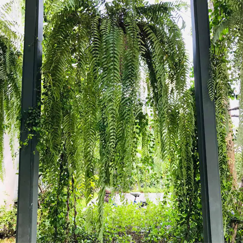 Boston fern outdoors