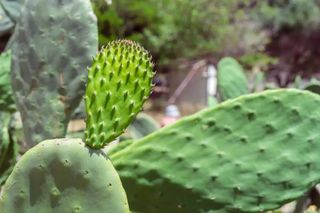 Prickly Pear Cactus