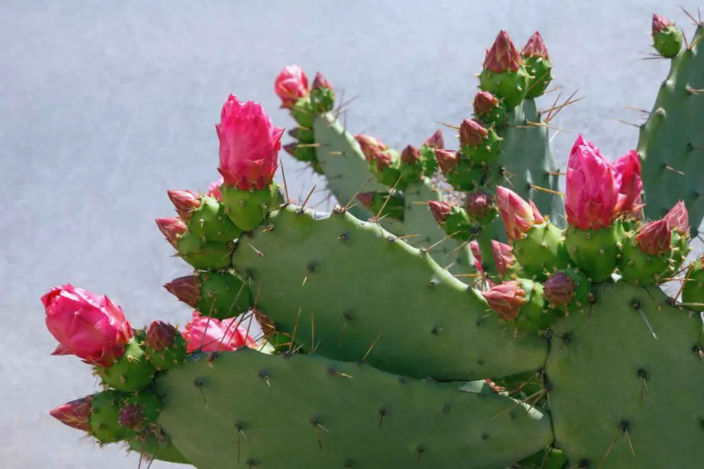 Prickly Pear Cactus with red buds