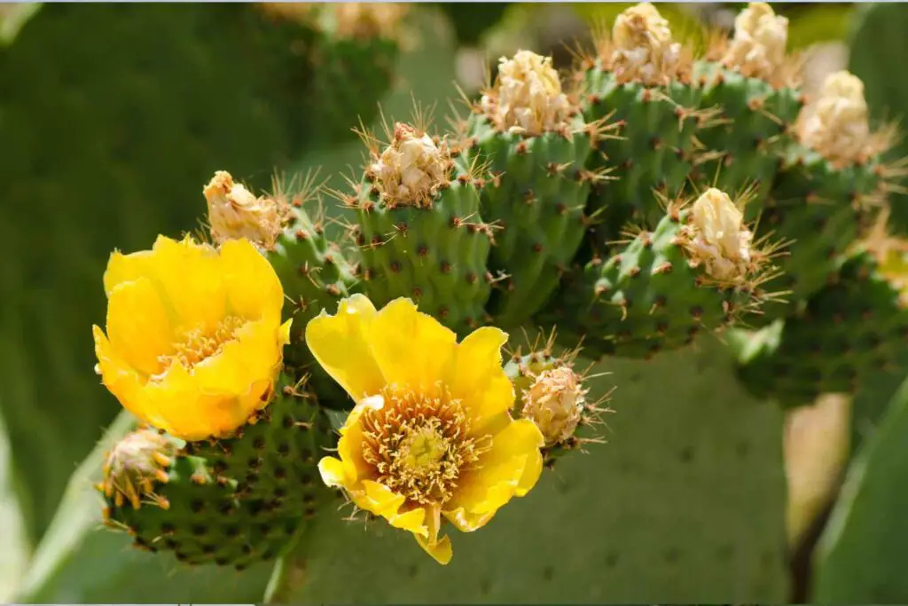 Prickly Pear with yellow flowers