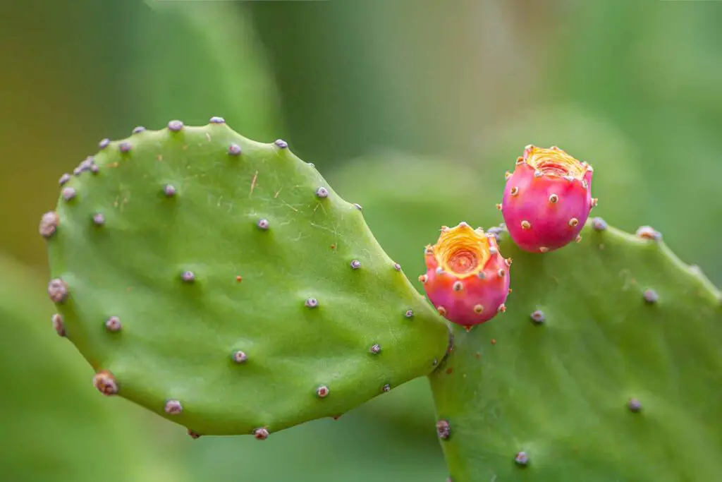 Prickly Pear-spineless flowering
