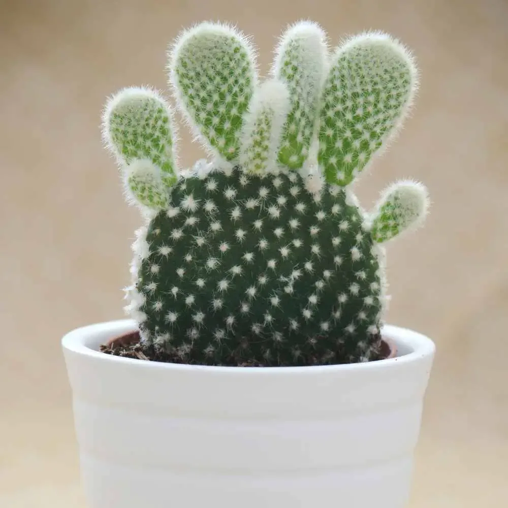 bunny ears cactus