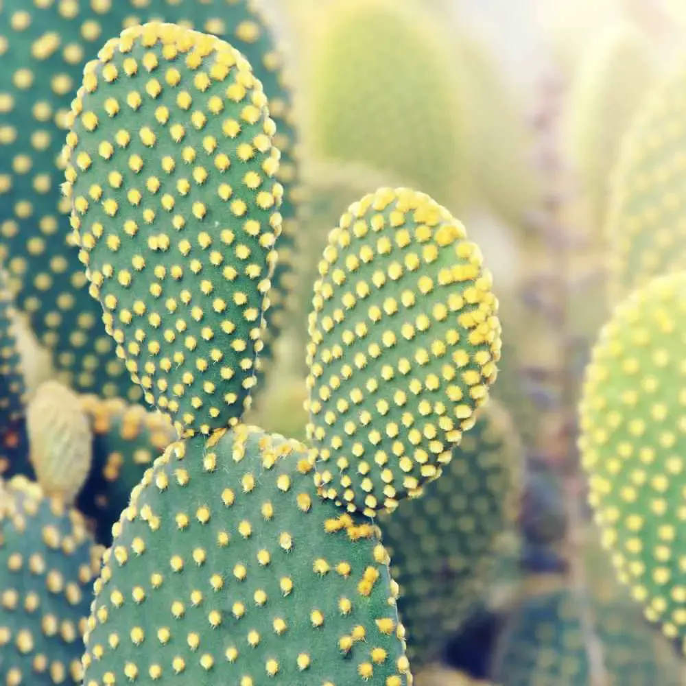 Opuntia microdasys