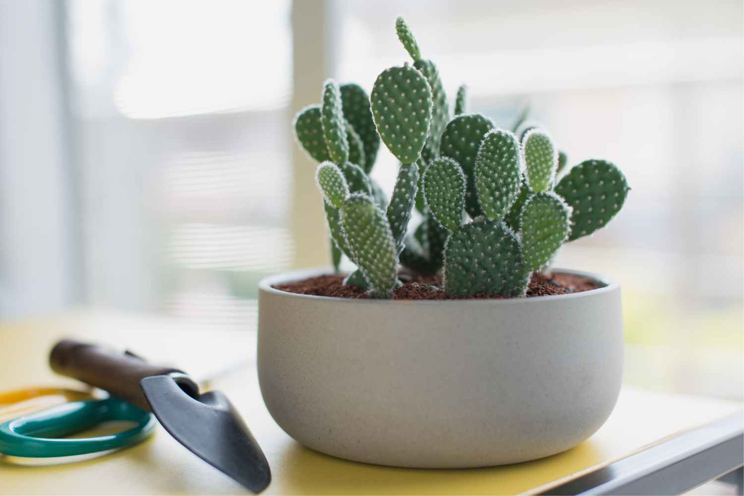 Bunny Ear Cactus The Contented Plant