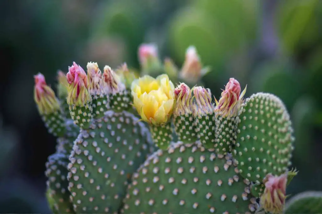 flowering bunny ears cactus