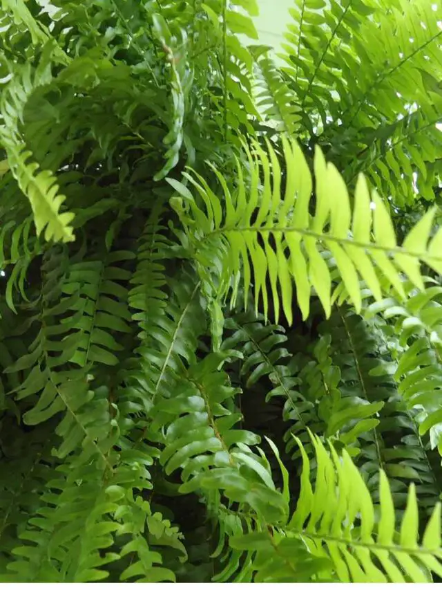 Boston Fern Plant Profile and Care The Contented Plant