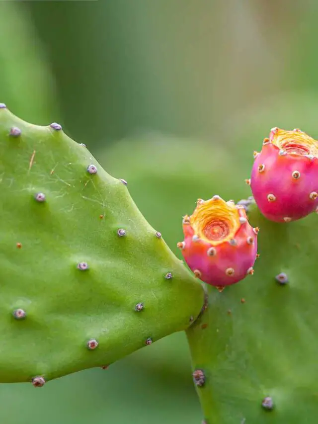 The Prickly Pear Cacti - The Contented Plant