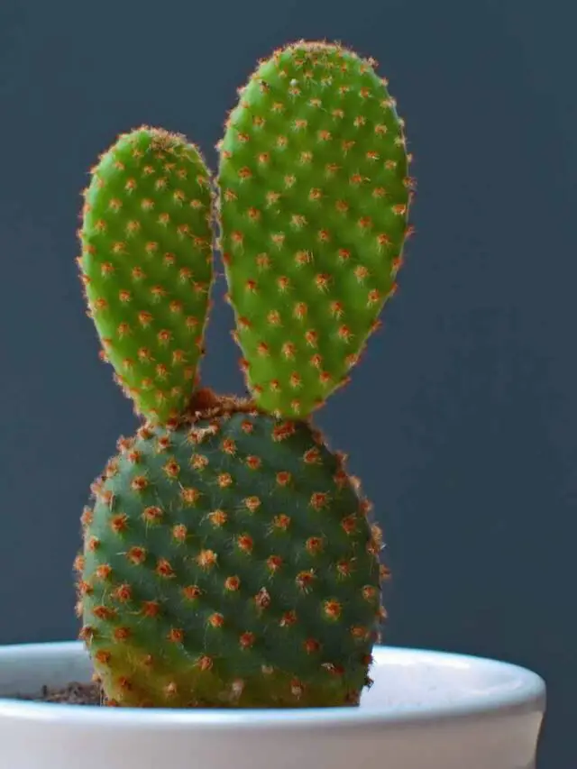 Opuntia microdasys