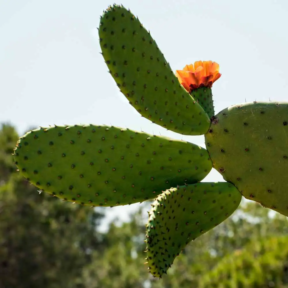 Prickly Pear with bold orange flowers