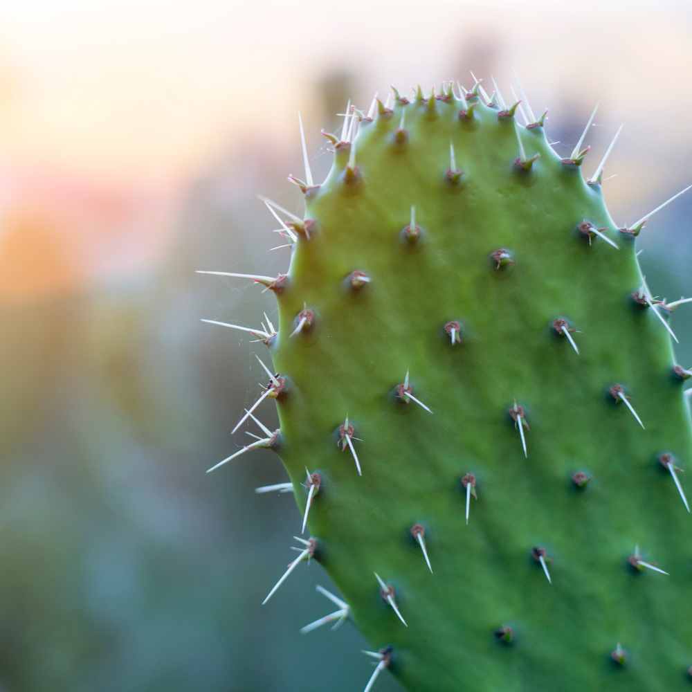 Prickly Pear can have poky spines that hurt when touched