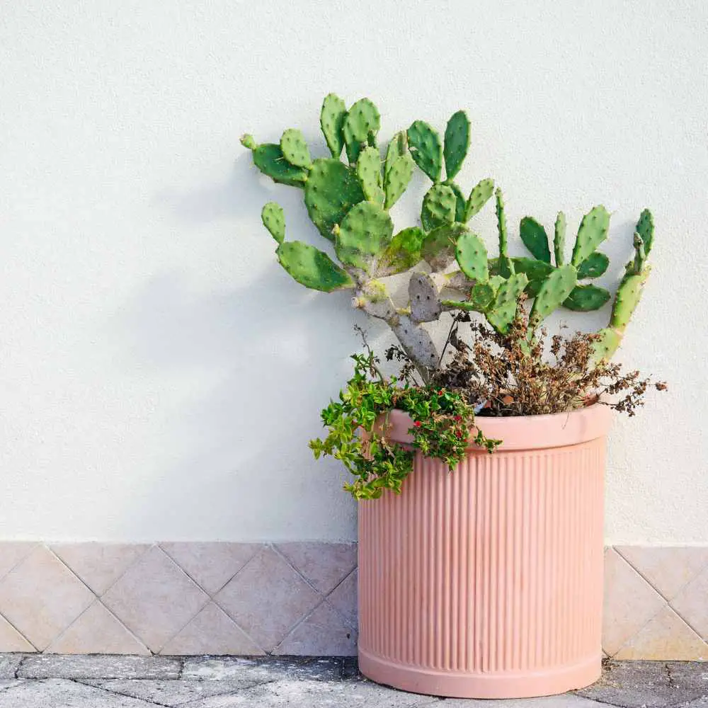 Prickly Pear Cactus-small potted