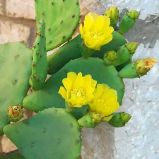 flowering Prickly Pear Cactus